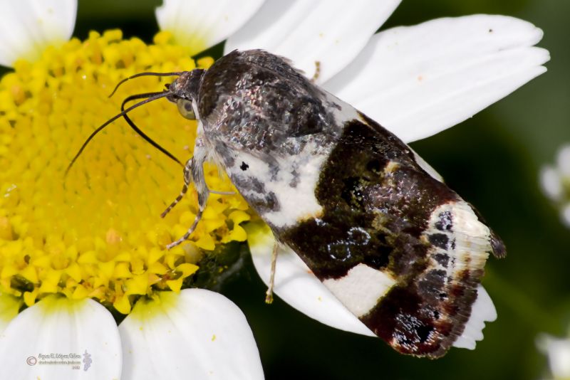 Acontia lucida. Geometridos..jpg